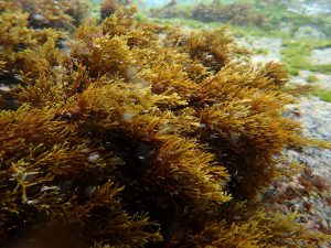 Bosque de E. crinita. Cala Estreta, Palamós. Imagen de Clàudia Auladell