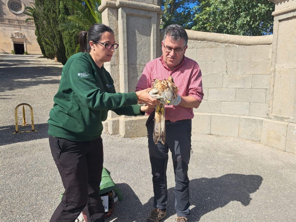 La Dirección General de Medio Natural ha liberado este miércoles en Petra (en Mallorca), dos ejemplares de milano real (Milvus milvus) que se han recuperado en las instalaciones del Consorcio para la Recuperación de la Fauna de Baleares (Cofib) tras haber recibido disparos. EFE/Conselleria balear de Agricultura, Pesca y Medio Natural -SÓLO USO EDITORIAL/SOLO USO PERMITIDO PARA ILUSTRAR LA NOTICIA QUE APARECE EN EL PIE DE FOTO (CRÉDITO OBLIGATORIO)-