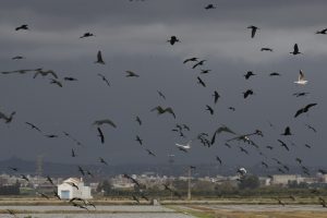 Una bandada de aves sobrevuela los arrozales de l'Albufera de València. EFE/Kai Forsterling/Archivo