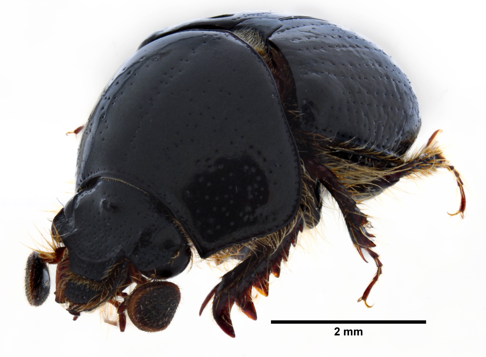 Descubren un nuevo tipo de escarabajo en Ecuador. © Inabio