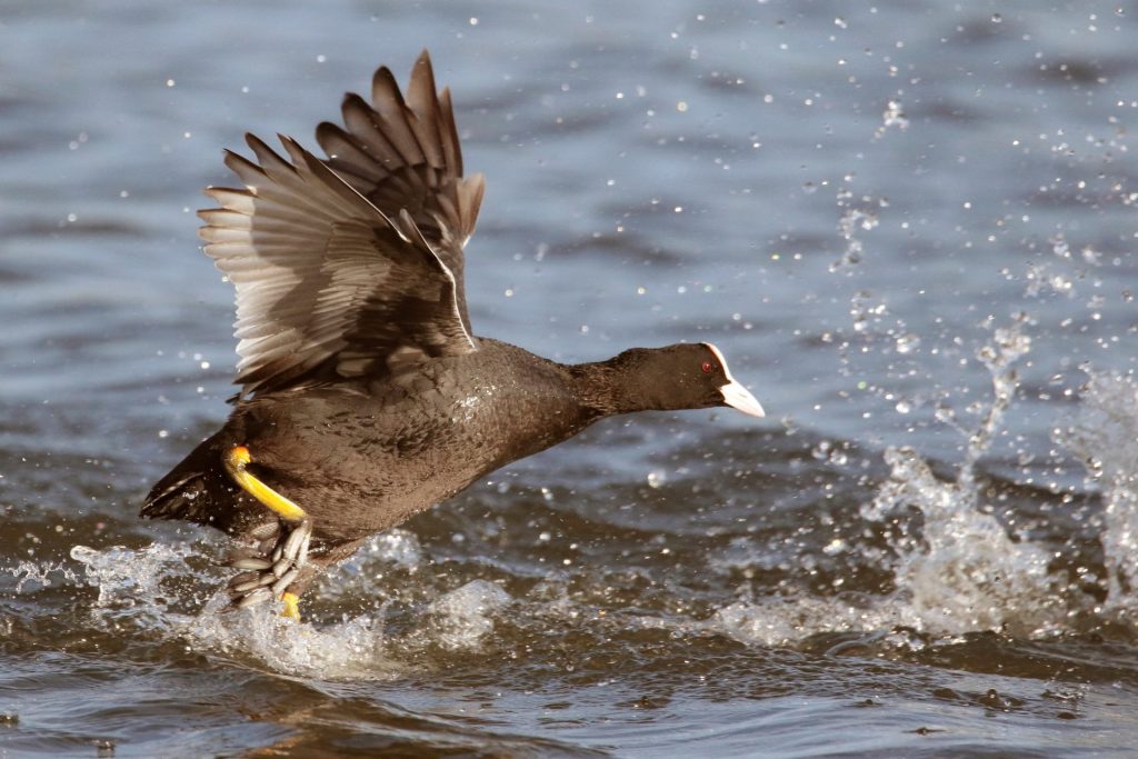DAIMIEL (CIUDAD REAL), 19/01/2020.- Un ejemplar de focha común alza el vuelo en la Laguna de Navaseca, en Daimiel, Ciudad Real, este domingo. La Laguna de Navaseca se ha convertido en uno de los humedales más importantes de la región desde el punto de vista ornitológico, como revela el censo invernal realizado en este espacio natural en el que se han contabilizado 1.750 aves acuáticas, de 21 especies. EFE/ Beldad