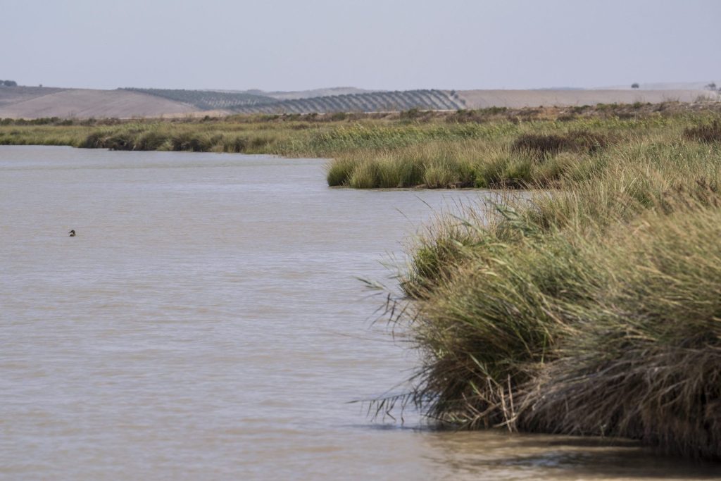 GRAF6984. SANLÚCAR DE BARRAMEDA (CÁDIZ), 01/09/2024.- Imagen del río Guadalquivir entre Trebujena y Sanlúcar de Barrameda (Cádiz) donde anoche murió un narcotraficante perseguido por la Guardia Civil. Un narcotraficante falleció y cuatro resultaron heridos tras impactar su embarcación contra la costa cuando huían de agentes de la Guardia Civil en la provincia de Cádiz, en el sur de España. Según informó la Guardia Civil este domingo, la operación comenzó la pasada noche, cuando los agentes detectaron la presencia de ocho 'narcolanchas' entrando a gran velocidad por la desembocadura del río Guadalquivir a su paso por Cádiz. EFE/ Román Ríos
