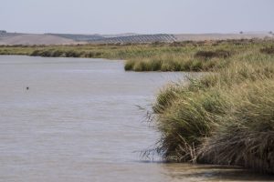 GRAF6984. SANLÚCAR DE BARRAMEDA (CÁDIZ), 01/09/2024.- Imagen del río Guadalquivir entre Trebujena y Sanlúcar de Barrameda (Cádiz) donde anoche murió un narcotraficante perseguido por la Guardia Civil. Un narcotraficante falleció y cuatro resultaron heridos tras impactar su embarcación contra la costa cuando huían de agentes de la Guardia Civil en la provincia de Cádiz, en el sur de España. Según informó la Guardia Civil este domingo, la operación comenzó la pasada noche, cuando los agentes detectaron la presencia de ocho 'narcolanchas' entrando a gran velocidad por la desembocadura del río Guadalquivir a su paso por Cádiz. EFE/ Román Ríos