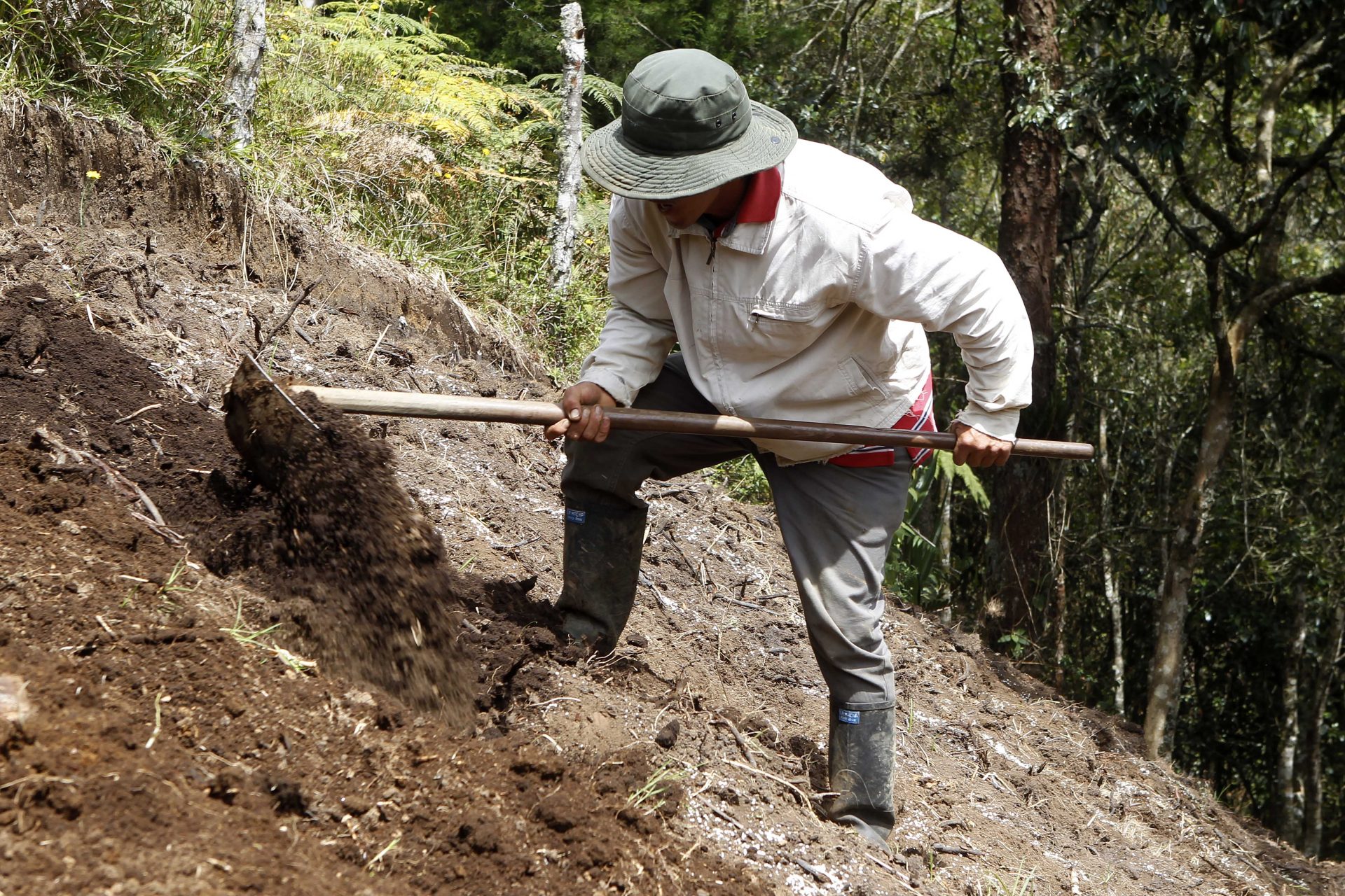 ACOMPAÑA CRÓNICA: COLOMBIA AGRICULTURA - MED15. SANTA ELENA (COLOMBIA), 08/09/2018.- Fotografía fechada el 26 de agosto de 2018, que muestra a hombre mientras trabaja en un cultivo de papa, en el corregimiento de Santa Elena, oriente de Medellín (Colombia). Cientos de campesinos de las zonas rurales de Medellín se transformaron en agroempresarios gracias a programas de capacitación que les han permitido aprovechar mejor el suelo para convertir sus fincas en unidades productivas que abastecen a diario las despensas de esa ciudad colombiana. EFE/Luis Eduardo Noriega A.[ACOMPAÑA CRÓNICA: COLOMBIA AGRICULTURA]