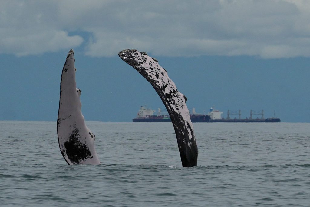 Fotografía de archivo de una ballena jorobada sacando sus aletas en el Parque Nacional Natural Uramba Bahía Málaga en Buenaventura (Colombia). EFE/ Ernesto Guzmán