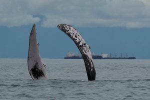 Fotografía de archivo de una ballena jorobada sacando sus aletas en el Parque Nacional Natural Uramba Bahía Málaga en Buenaventura (Colombia). EFE/ Ernesto Guzmán