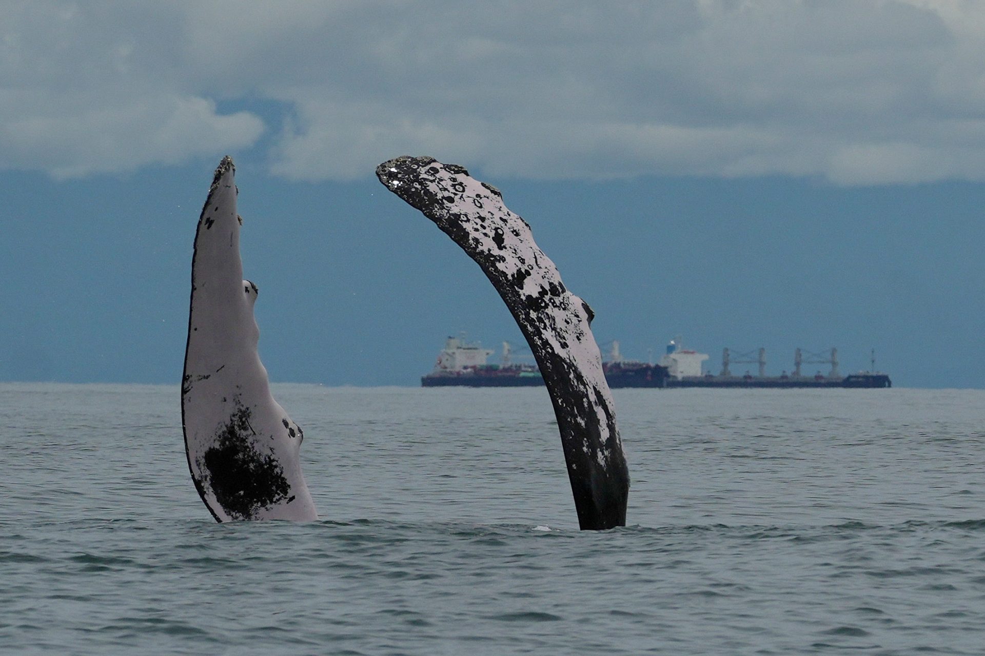 Fotografía de archivo de una ballena jorobada sacando sus aletas en el Parque Nacional Natural Uramba Bahía Málaga en Buenaventura (Colombia). EFE/ Ernesto Guzmán