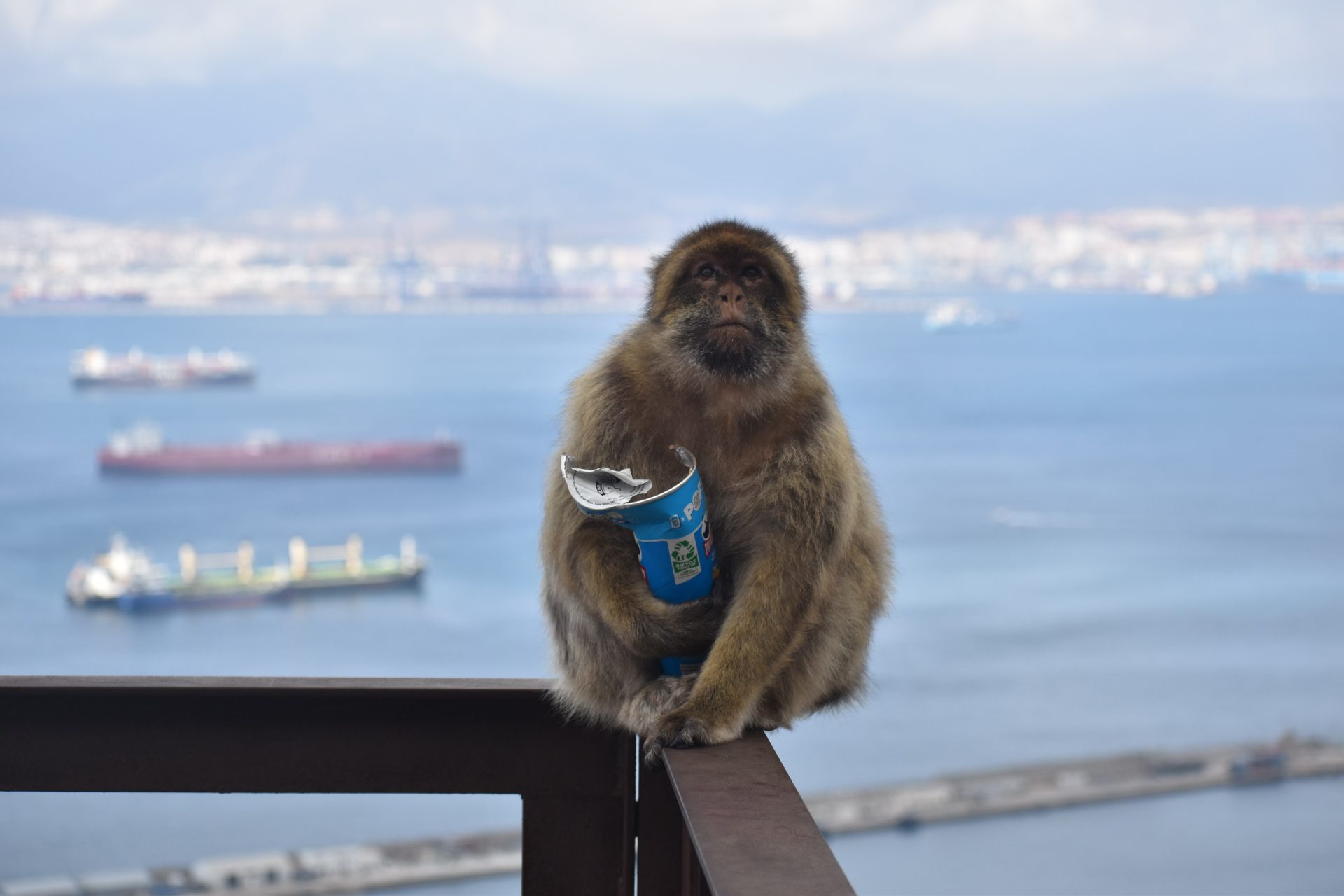 Los monos de Gibraltar han comenzado a comer tierra, y los investigadores han sugerido que lo están haciendo para contrarrestar el consumo excesivo de comida humana -sobre todo aperitivos dulces y salados- que les proporcionan los turistas. En la imagen, un macaco con un envase de patatas fritas. Foto: Proyecto de macacos de Gibraltar/Martín Nicourt