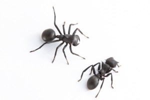 Científicos han descrito una nueva especie de araña que imita a hormigas para cazar y evitar depredadores encontrada en la Amazonía de Ecuador. Fotografía facilitada por el Instituto Nacional de Biodiversidad (Inabio).