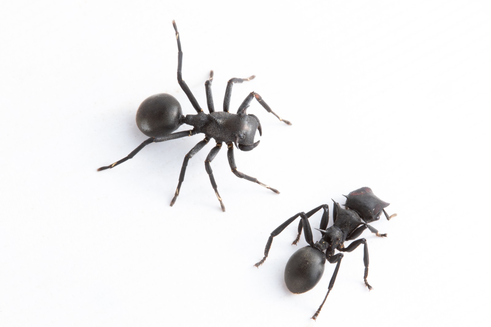 Científicos han descrito una nueva especie de araña que imita a hormigas para cazar y evitar depredadores encontrada en la Amazonía de Ecuador. Fotografía facilitada por el Instituto Nacional de Biodiversidad (Inabio).