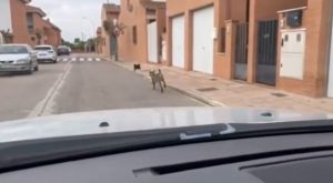 Captura del video cedido por https://www.encastillalamancha.es/