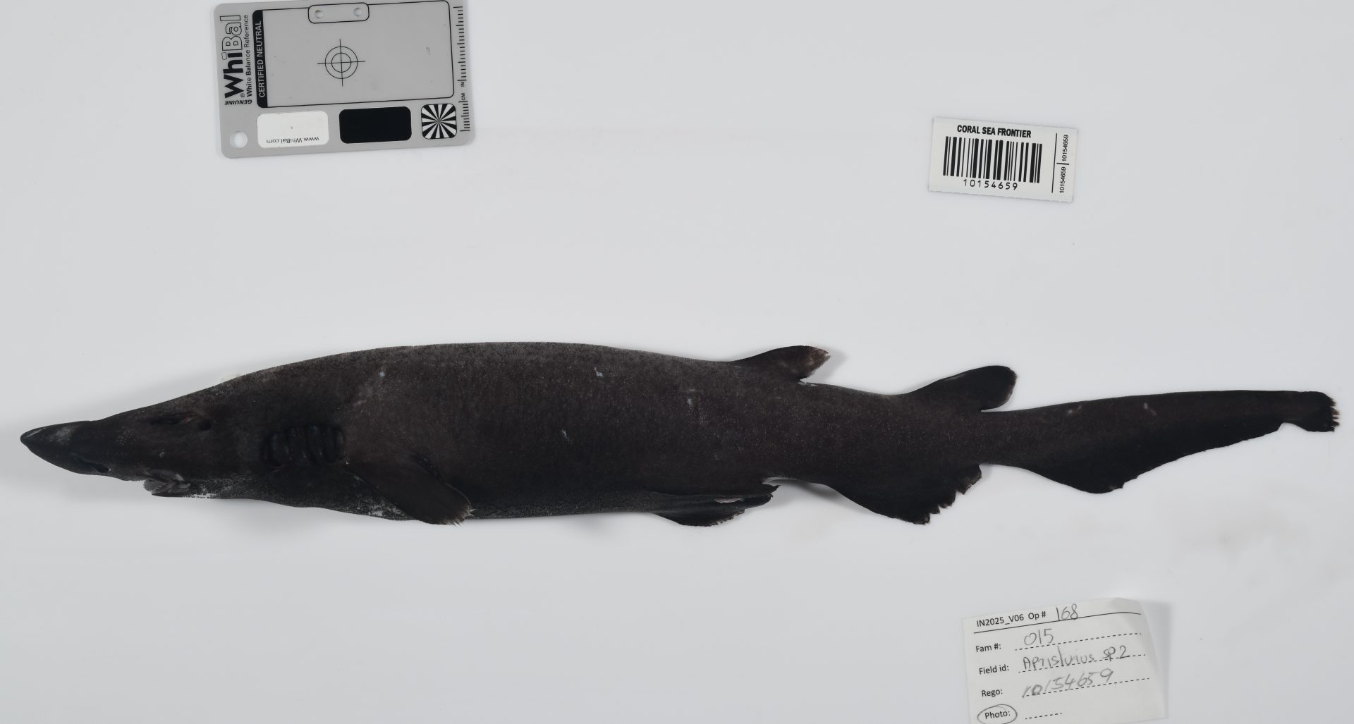 SÍDNEY (AUSTRALIA), 01/04/2026.- Más de 110 nuevas especies marinas han sido identificadas en las profundidades del Mar del Coral, un vasto ecosistema oceánico al noreste de Australia caracterizado por sus aguas profundas y en gran parte inexploradas, anunció este miércoles CSIRO, la principal agencia científica pública del país. EFE/ CSIRO SOLO USO EDITORIAL/SOLO DISPONIBLE PARA ILUSTRAR LA NOTICIA QUE ACOMPAÑA (CRÉDITO OBLIGATORIO)