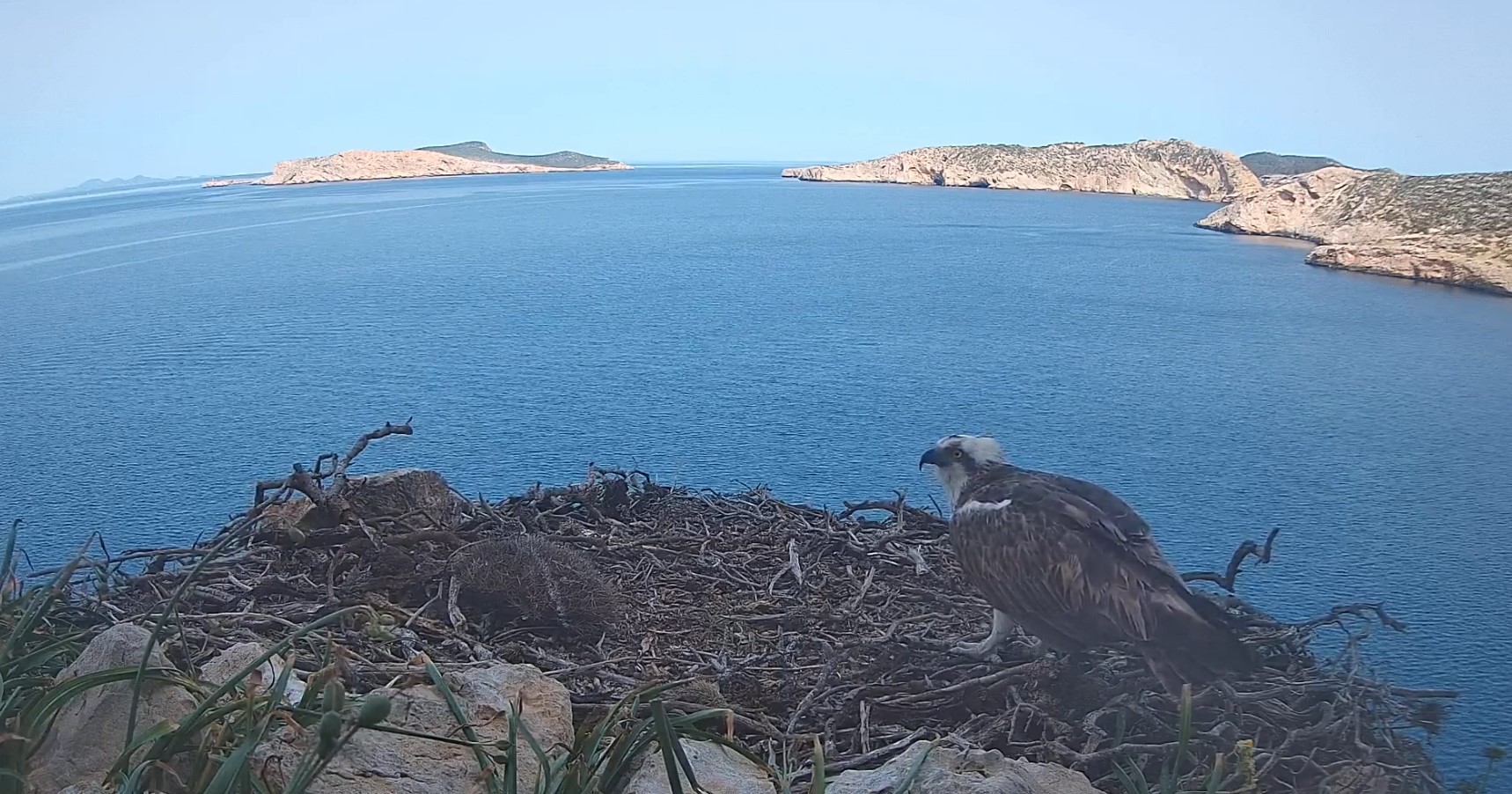 En el Parque Nacional de Cabrera un dispositivo ubicado a 50 metros sobre el nivel del mar documenta la formación de una pareja de águilas pescadoras. © SEO/BirdLife