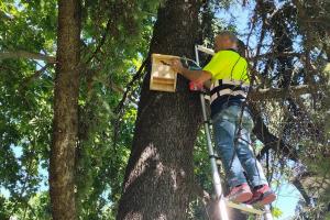 CÓRDOBA, 31/05/2026.- La empresa municipal Saneamientos de Córdoba (Sadeco) ha dado un nuevo paso en su compromiso con la conservación de la biodiversidad y la sostenibilidad con el inicio de la instalación de 80 refugios artificiales para murciélagos en distintos parques y espacios verdes de la ciudad. EFE/ Ayuntamiento De Córdoba SOLO USO EDITORIAL/SOLO DISPONIBLE PARA ILUSTRAR LA NOTICIA QUE ACOMPAÑA (CRÉDITO OBLIGATORIO)
