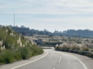 La proliferación de flora exótica invasora se ha convertido en un factor crítico en la gestión forestal tras los incendios, con especies como la acacia mimosa y el plumero de la Pampa (imagen) que han encontrado en los ríos, las infraestructuras de transporte y el fuego vías de expansión que amenazan la biodiversidad local. EFE/ Galicia Ambiental // SOLO USO EDITORIAL/SOLO DISPONIBLE PARA ILUSTRAR LA NOTICIA QUE ACOMPAÑA (CRÉDITO OBLIGATORIO)