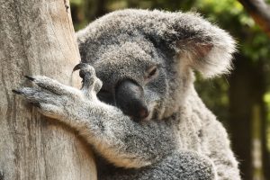 SÍDNEY (AUSTRALIA), 07/05/2026.- Los koalas, uno de los símbolos más reconocibles de Australia, han comenzado a bajar de los árboles para beber de aspersores, piscinas e incluso botellas de agua ofrecidas por vecinos, un comportamiento inusual que alarma a científicos y refleja el impacto de las olas de calor extremas sobre la especie. EFE/ Edurne Morillo