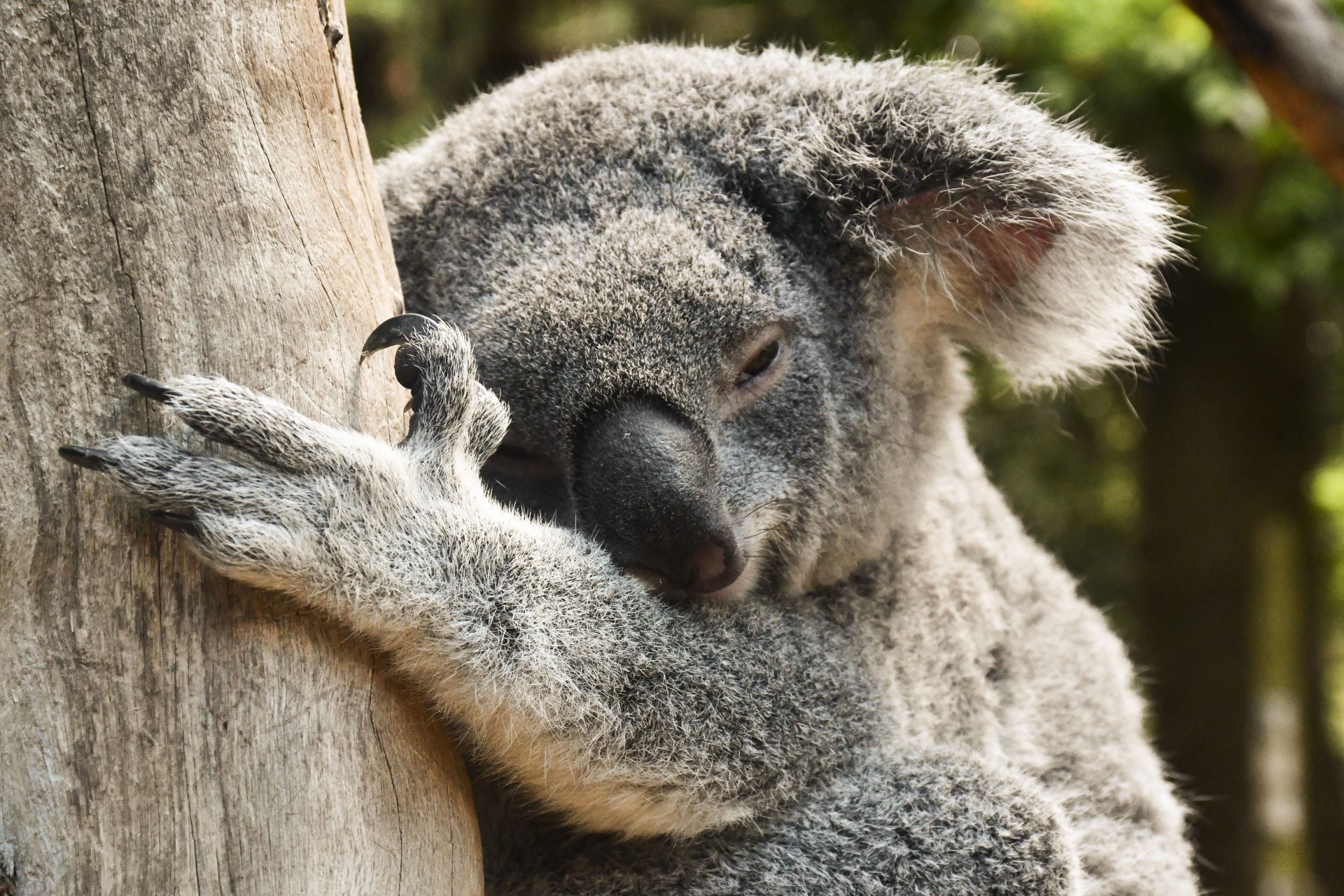 SÍDNEY (AUSTRALIA), 07/05/2026.- Los koalas, uno de los símbolos más reconocibles de Australia, han comenzado a bajar de los árboles para beber de aspersores, piscinas e incluso botellas de agua ofrecidas por vecinos, un comportamiento inusual que alarma a científicos y refleja el impacto de las olas de calor extremas sobre la especie. EFE/ Edurne Morillo