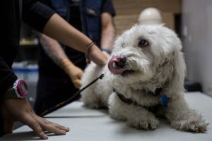 CAR01. CARACAS (VENEZUELA), 05/08/2016.- Fotografía del 5 de agosto de un veterinario atendiendo a un perro en un centro médico-veterinario del programa gubernamental gratuito adscrito a la "Misión Nevado" en Caracas (Venezuela). Cinco pequeños se marcharon de un consultorio médico en el centro de Caracas sin las vacunas necesarias, se trata de una camada de perros que, como los ciudadanos, sufren las consecuencias de la escasez de medicamentos en Venezuela en medio de la crisis económica que atraviesa ese país. EFE/MIGUEL GUTIERREZ[Escasez de medicamentos en Venezuela también afecta a la salud de los perrosHéctor Pereira]