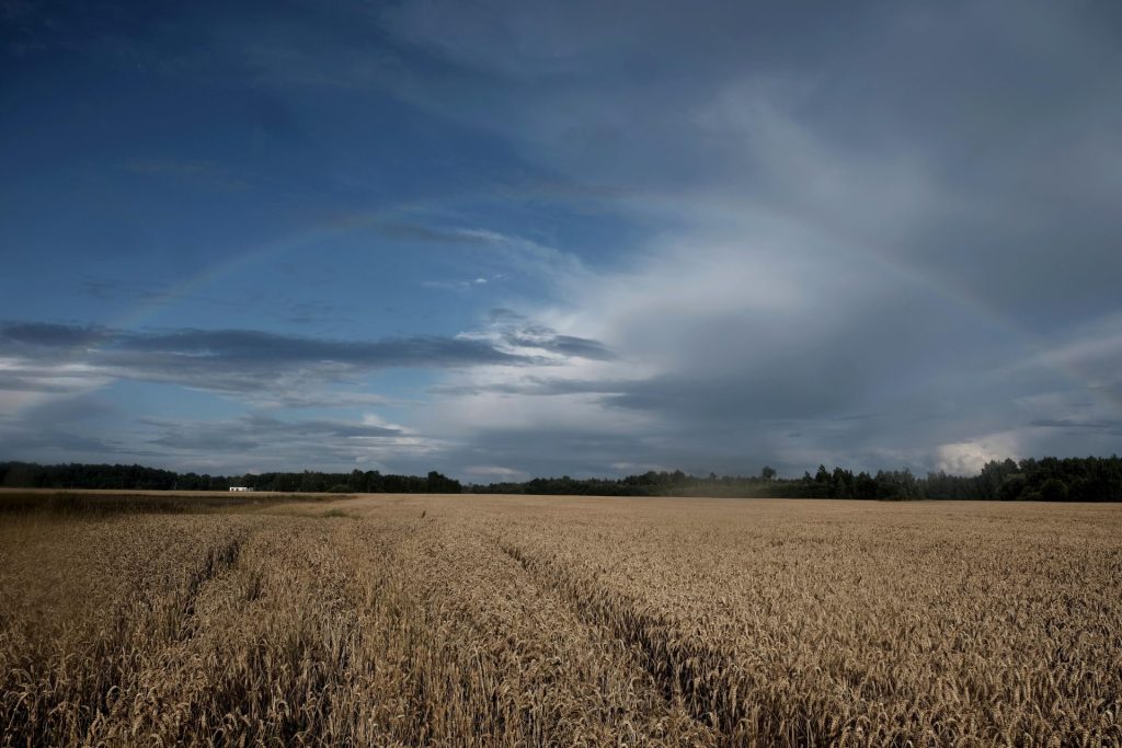 Dunte (Latvia), 06/08/2024.- Rainbow appears in the sky over wheat field in Dunte, Latvia, 06 August 2024. A variable amount of clouds, both sun and rain are expected in the first half of this week, forecasters predic. (Letonia) EFE/EPA/VALDA KALNINA