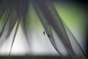 PLAENG YAO (Thailand), 20/08/2025.- (FILE) - A sterilised male mosquito is prepared to be released from quarantine, to mark Asean Dengue Day, at Ban Nongsatit School in Chachoengsao Province, Thailand, 15 June 2016 (reissued 20 August 2025). The World Mosquito Day was established to commemorate the British physician Sir Ronald Ross, who demonstrated the link between mosquitoes and the transmission of malaria in 1897. It helps raise awareness of the ongoing threat of malaria and other mosquito-borne diseases. (Tailandia) EFE/EPA/NARONG SANGNAK