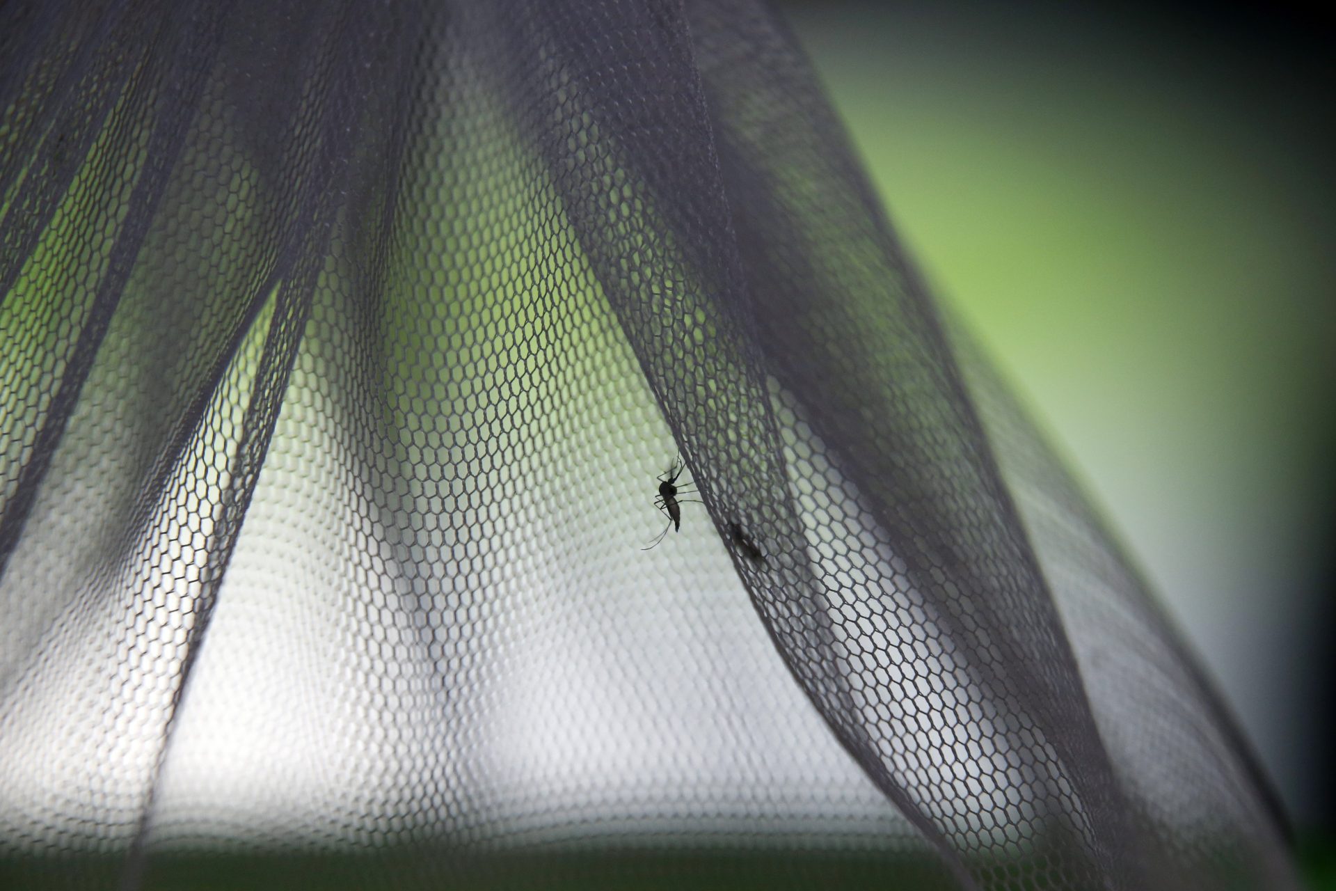 PLAENG YAO (Thailand), 20/08/2025.- (FILE) - A sterilised male mosquito is prepared to be released from quarantine, to mark Asean Dengue Day, at Ban Nongsatit School in Chachoengsao Province, Thailand, 15 June 2016 (reissued 20 August 2025). The World Mosquito Day was established to commemorate the British physician Sir Ronald Ross, who demonstrated the link between mosquitoes and the transmission of malaria in 1897. It helps raise awareness of the ongoing threat of malaria and other mosquito-borne diseases. (Tailandia) EFE/EPA/NARONG SANGNAK
