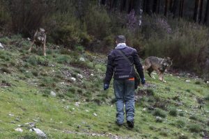 ROBLEDO (ZAMORA), 06/04/2025.- La cría de lobos en semilibertad y la muestra de su modo de vida es lo que intentan en el centro del lobo de Robledo (Zamora) para lavar la imagen de un animal que ha estado en el punto de mira de los ganaderos y que ha sido centro de la polémica política a causa de su inclusión y salida del listado de especies de protección especial. EFE/Mariam A. Montesinos