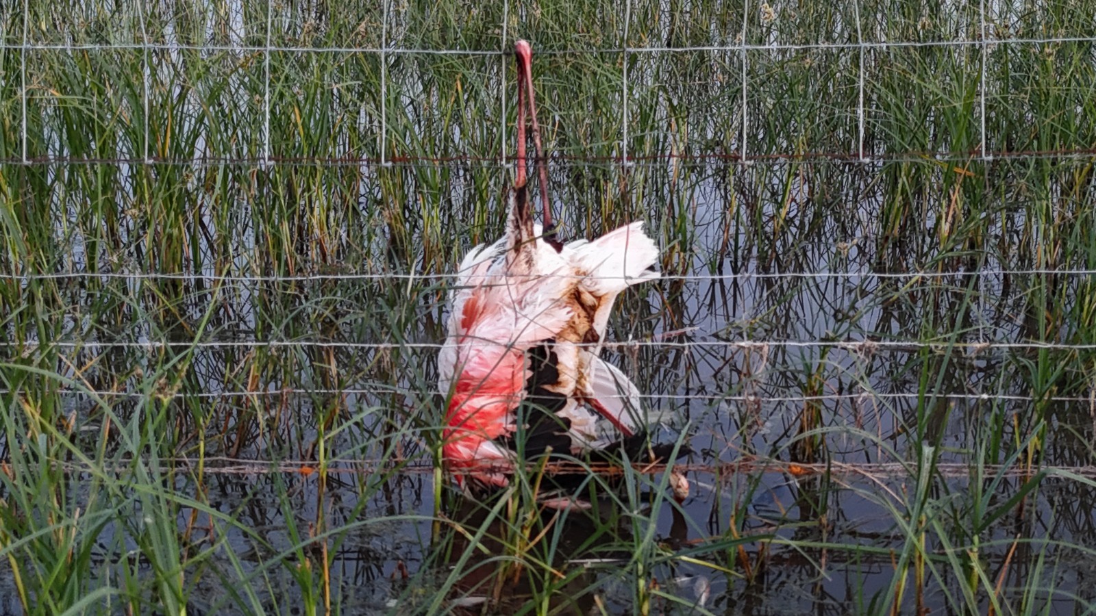 CIUDAD REAL, 26/05/2026.- El profesor de Geografía Física y director del grupo de investigación Geovol de la Universidad de Castilla-La Mancha, José María Gosálvez, ha denunciado el grave impacto ambiental que está ocasionando un vallado ganadero instalado en la laguna de Cucharas, en el término municipal de Villamayor de Calatrava, sobre distintas especies de aves protegidas. En la imagen un ejemplar de flamenco común. EFE/ Grupo Geovol *****SOLO USO EDITORIAL/SOLO DISPONIBLE PARA ILUSTRAR LA NOTICIA QUE ACOMPAÑA (CRÉDITO OBLIGATORIO) *****