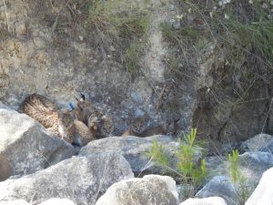 LORCA(MURCIA9, 26/05/2026.-Cuatro cachorros componen la segunda camada de linces ibéricos en libertad nacidos en Lorca desde que se inició el programa de reintroducción de la especie en la Región de Murcia, según ha confirmado este martes la consejería de Medio Ambiente.Los técnicos de campo encargados del seguimiento de la especie han detectado en un paraje situado en la zona norte de Lorca a la hembra Urtsu, acompañada de las crías, que cuentan con aproximadamente dos meses de vida.-EFE/ Comunidad Autónoma de Murcia