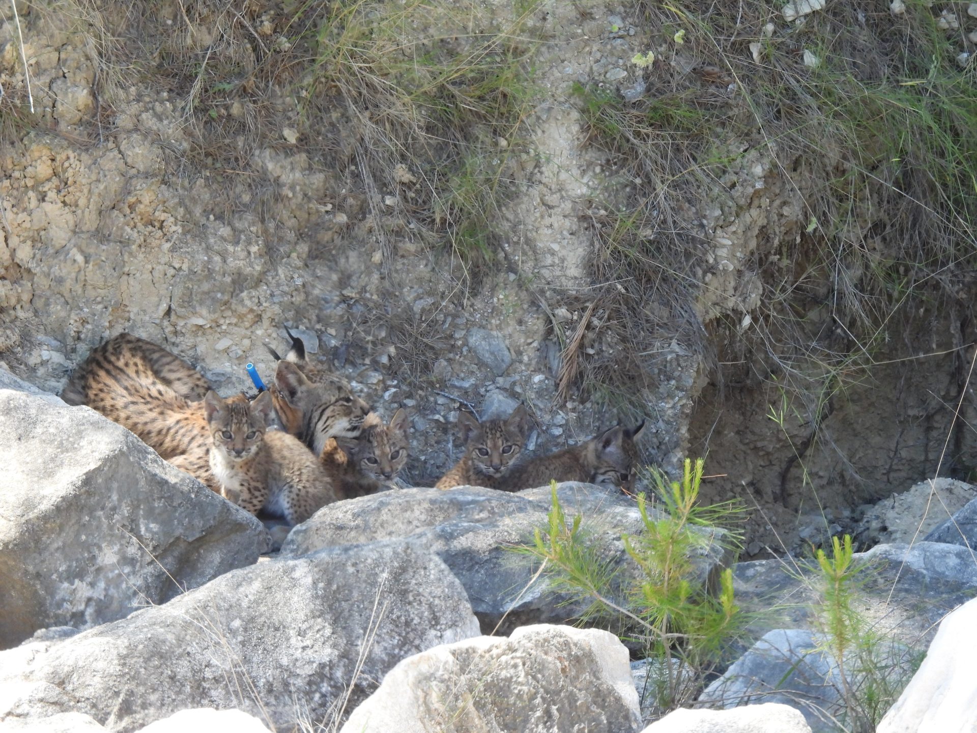 LORCA(MURCIA9, 26/05/2026.-Cuatro cachorros componen la segunda camada de linces ibéricos en libertad nacidos en Lorca desde que se inició el programa de reintroducción de la especie en la Región de Murcia, según ha confirmado este martes la consejería de Medio Ambiente.Los técnicos de campo encargados del seguimiento de la especie han detectado en un paraje situado en la zona norte de Lorca a la hembra Urtsu, acompañada de las crías, que cuentan con aproximadamente dos meses de vida.-EFE/ Comunidad Autónoma de Murcia