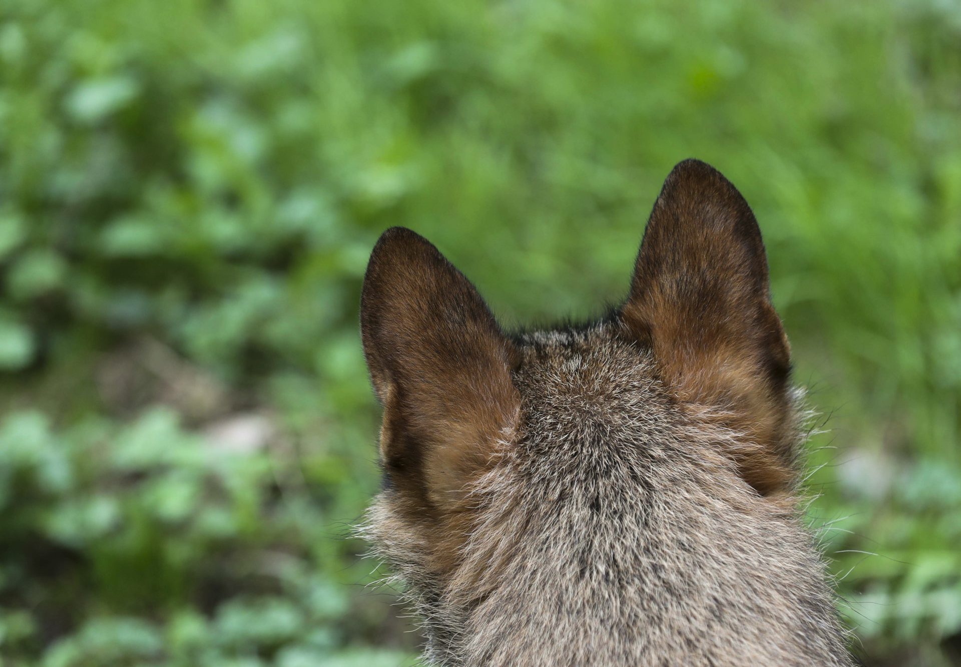 BELMONTE (ASTURIAS), 05/09/2023.- Un lobo Ibérico en las instalaciones del centro de interpretación del lobo de Belmonte (Asturias), este martes. España ya dispone de mecanismos de flexibilidad para la protección del lobo, ha asegurado su titular de Agricultura, Pesca y Alimentación en funciones, Luis Planas, después de que la Comisión Europea (CE) se haya abierto a rebajar el nivel de protección de la especie. EFE/ J.L.Cereijido