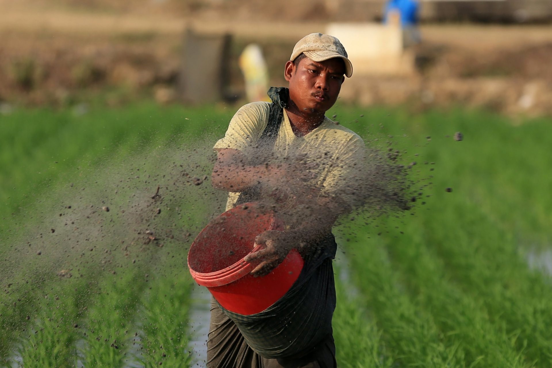 HH03399. NAIPYIDÓ (BIRMANIA), 06/03/2018.- Un agricultor esparce fertilizante sobre su campo de arroz en Naipyidó (Birmania) hoy, 6 de marzo de 2018. Según la Federación birmana de Arroz, las exportaciones de este cereal han llegado a los 2,6 millones de toneladas, una cifra que supera ya las proyecciones iniciales para el año fiscal 2017/2018. EFE/ Hein Htet