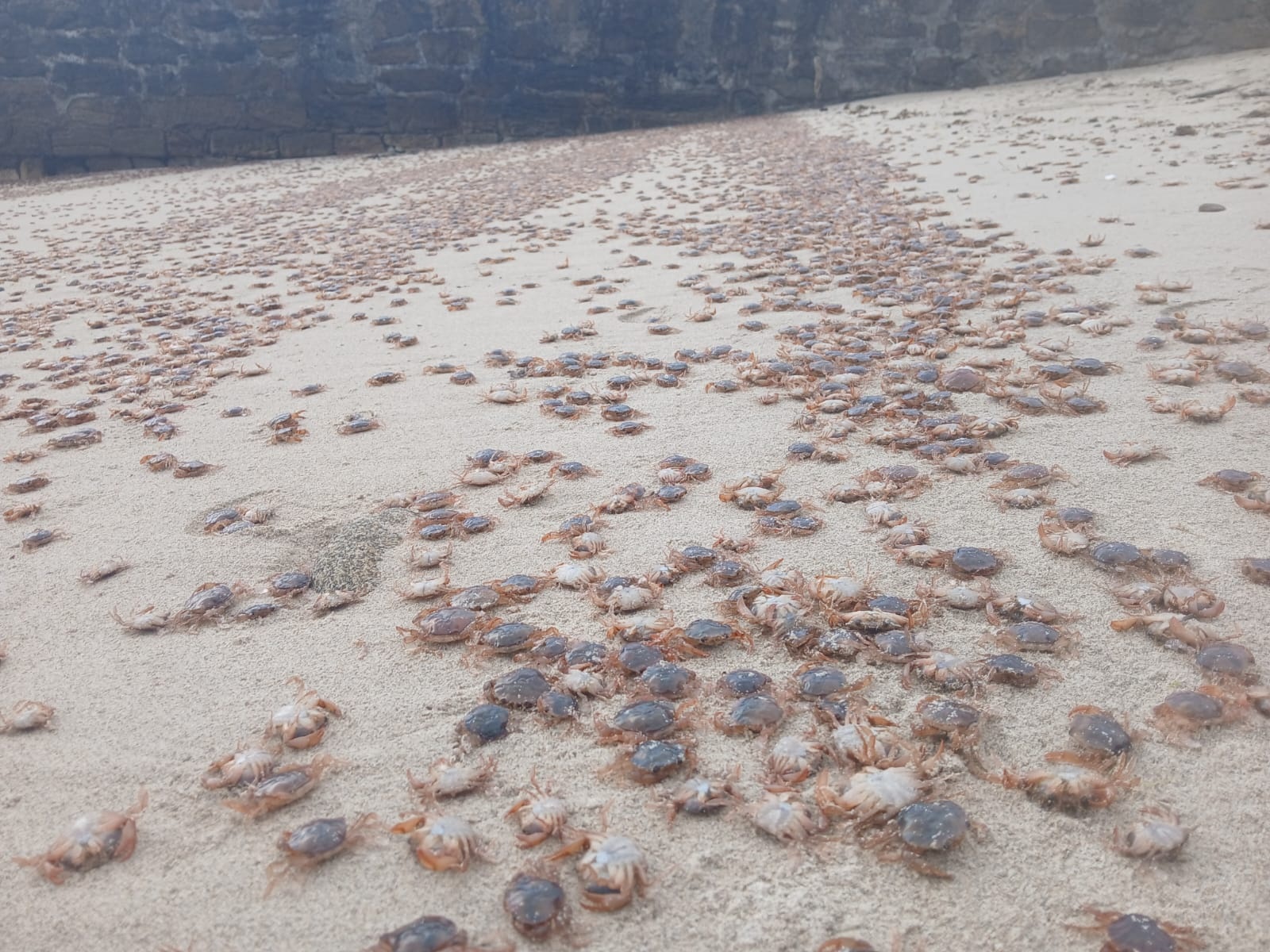 Las playas y rocas de las islas Cíes, Ons, Sálvora y ocasionalmente Cortegada han sido escenario esta semana de un fenómeno visual impactante por la llegada de miles de pequeños cangrejos patudos que fueron arrastrados por la marea hasta la orilla. Aunque no es infrecuente verlos, la magnitud de este "afloramiento masivo" ha sorprendido en esta ocasión tanto a vecinos como a visitantes. Los responsables del Parque Nacional de las Illas Atlánticas han dado a conocer este sábado el hecho a través de sus redes sociales y explican que el crustáceo, conocido científicamente como 'Polybius henslowii', recibe numerosos nombres en gallego, tales como "patexo, pateiro, patelo o patulate". El nombre científico Polybius henslowii rinde homenaje al botánico John Stevens Henslow, quien fue mentor de Charles Darwin. EFE/Parque Nacional Illas Atlánticas -SOLO USO EDITORIAL/SOLO USO PERMITIDO PARA ILUSTRAR LA NOTICIA QUE APARECE EN EL PIE DE FOTO (CRÉDITO OBLIGATORIO)-