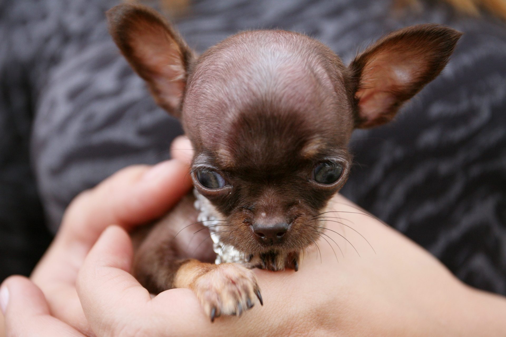 MIA07. VEGA ALTA (PUERTO RICO), 05/04/2012.- La chihuahua puertorriqueña Milly, cuyos dueños buscan registrarla en los Guinness Récords como el perro más pequeño del mundo, es vista hoy, jueves 5 de abril de 2012, en Vega Alta (Puerto Rico). Milly de poco más de tres meses de edad mide 6,35 centímetros de altura y pesa 170 gramos. EFE/Thais Llorca