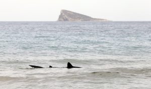 Fotografía de archivo de un ejemplar de tintorera, un tipo de tiburón, en aguas de la playa de Poniente de la turística ciudad de Benidorm (Alicante). EFE/Manuel Lorenzo