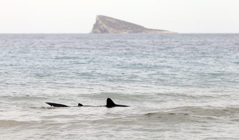 Fotografía de archivo de un ejemplar de tintorera, un tipo de tiburón, en aguas de la playa de Poniente de la turística ciudad de Benidorm (Alicante). EFE/Manuel Lorenzo