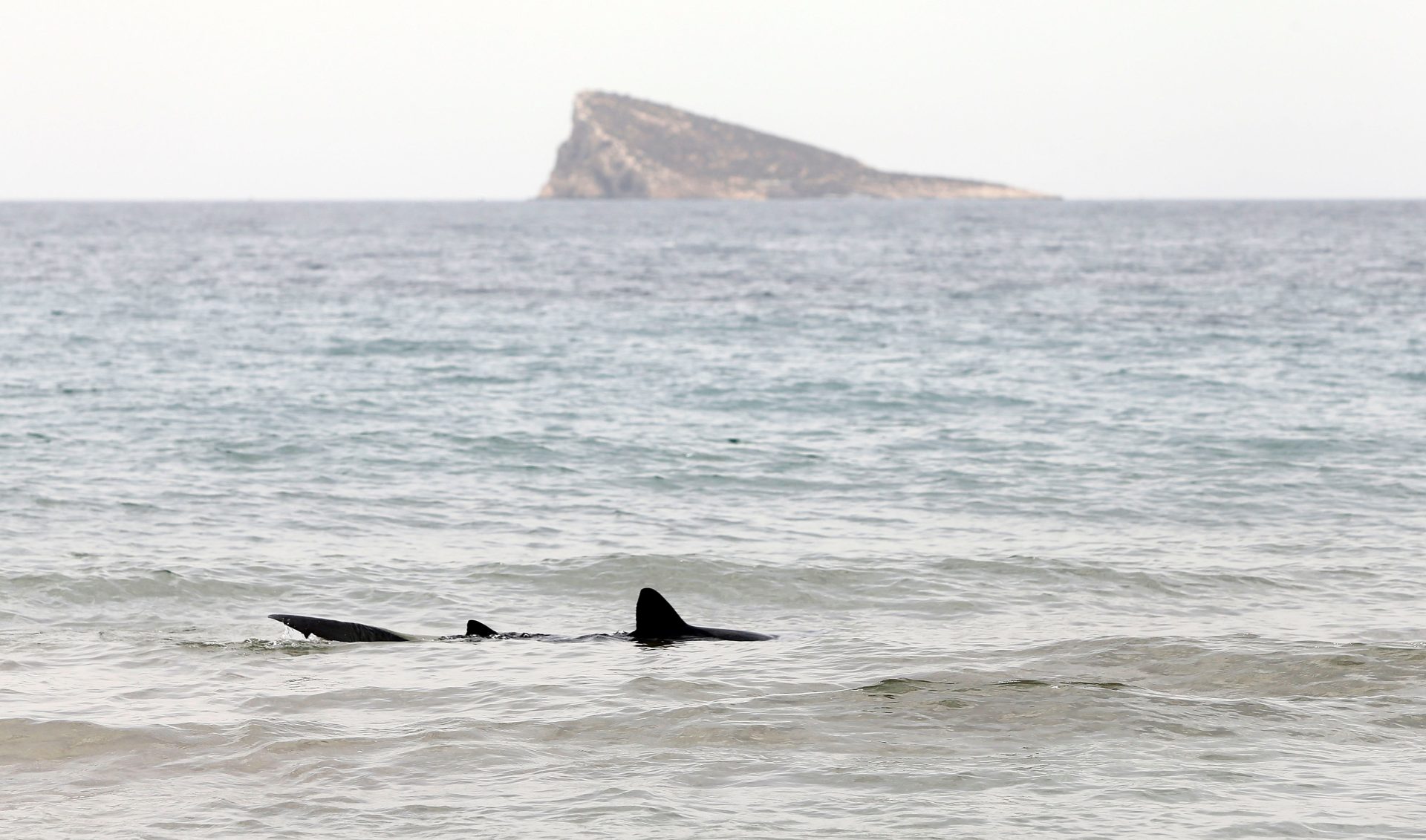 Fotografía de archivo de un ejemplar de tintorera, un tipo de tiburón, en aguas de la playa de Poniente de la turística ciudad de Benidorm (Alicante). EFE/Manuel Lorenzo