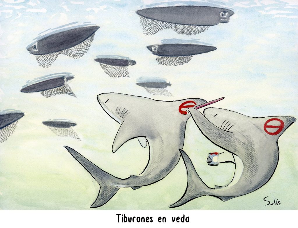 Veda de tiburones en el Golfo de México. Por Víctor Solís (@Visoor) 