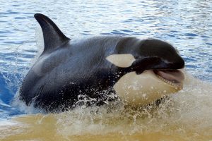 Imagen de archivo de una de las orcas del zoológico Loro Parque, en Tenerife. EFE/Cristóbal García