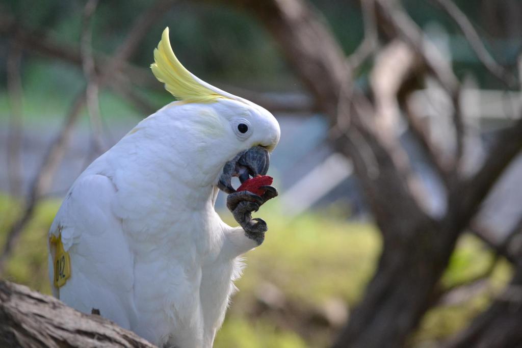 Los loros salvajes aprenden rápidamente a comer nuevos alimentos imitando el comportamiento de otros miembros de su grupo social, lo que propicia que el conocimiento sobre la dieta se difunda por la comunidad, según ha comprobado un equipo de investigadores liderado por científicos de la Universidad Nacional Australiana. En la imagen, una cacatúa de cresta amarilla comiendo una almendra de color rojo como parte del experimento. Foto: Julia Penndorf/Universidad Nacional Australiana --