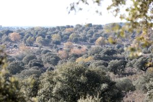 Vista de una zona de encinares en la Dehesa de Azaba de Salamanca. Crédito fotografía: Carlos García