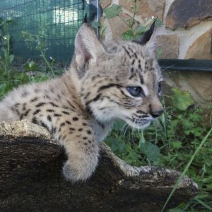 JAÉN, 29/05/2026.- La temporada de cría de 2026 en el Centro de Cría de Lince Ibérico La Olivilla en Santa Elena (Jaén) ha concluido con el nacimiento de once cachorros, de los que sobreviven actualmente ocho ejemplares. El primer mes de vida, sobrevivieron diez, aunque dos de ellos fallecieron en las peleas de cachorros al inicio de su séptima semana de vida por una mala gestión de la madre, según ha informado la Junta de Andalucía en un comunicado. EFE/ Junta de Andalucía/SOLO USO EDITORIAL/SOLO DISPONIBLE PARA ILUSTRAR LA NOTICIA QUE ACOMPAÑA (CRÉDITO OBLIGATORIO)