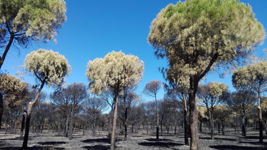 Zona de pinos en el Parque Nacional de Doñana. © SEO/BirdLife