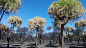 Zona de pinos en el Parque Nacional de Doñana. © SEO/BirdLife