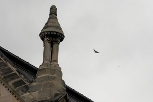 PARÍS, 12/06/2026.- El cernícalo común, un tipo de halcón de pequeño porte, tenía su hábitat natural en los acantilados hasta que la agricultura intensiva y los pesticidas lo obligaron a refugiarse en el medio urbano, en concreto en iglesias de ciudades como París. En la imagen, fachada de la iglesia decimonónica en la que han anidado dichas aves, en el barrio parisino de Ménilmontant. EFE/ Pol Lloberas Cardona