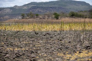 AME5108. TEUSTEPE (NICARAGUA), 25/05/2026.- Fotografía que muestra una plantación de maíz devastada por la sequía este lunes, en Teustepe (Nicaragua). El cambio climático afecta la producción ganadera en Nicaragua a través de olas de calor extremo y sequías prolongadas, provocando estrés térmico en los animales, escasez de pasto y agua, proliferación de enfermedades, y una notable reducción en el rendimiento de carne y leche. EFE/ STR