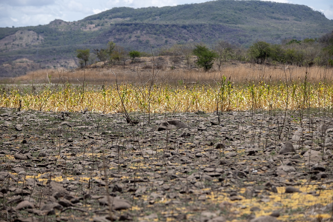 AME5108. TEUSTEPE (NICARAGUA), 25/05/2026.- Fotografía que muestra una plantación de maíz devastada por la sequía este lunes, en Teustepe (Nicaragua). El cambio climático afecta la producción ganadera en Nicaragua a través de olas de calor extremo y sequías prolongadas, provocando estrés térmico en los animales, escasez de pasto y agua, proliferación de enfermedades, y una notable reducción en el rendimiento de carne y leche. EFE/ STR