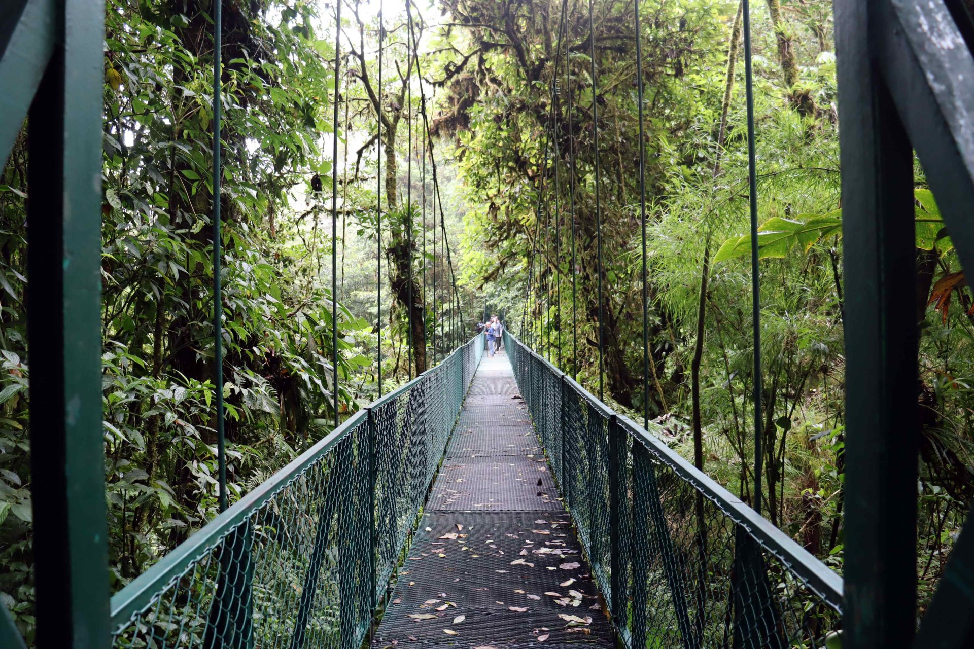 ACOMPAÑA CRÓNICA: COSTA RICA NATURALEZA AME5430. SAN JOSÉ (COSTA RICA), 04/04/2025.- Fotografía de un camino entre un bosque el 29 de marzo de 2025 en la zona de Monteverde, en la provincia de Puntarenas (Costa Rica). La extinción del sapo dorado y los pocos árboles de aguacatillo que subsisten en Monteverde, dan cuenta de los efectos que el cambio climático está causando en el bosque nuboso de Costa Rica, un ecosistema como pocos en el mundo y al que la comunidad está procurando preservar con prácticas sostenibles en las empresas y el turismo. EFE/Douglas Marin