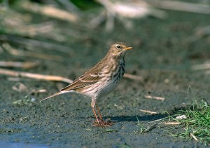 Fotografía de un bisbita alpino. © SEO/BirdLife