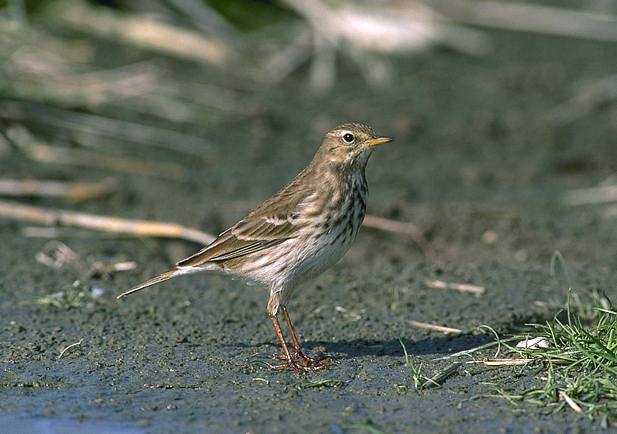 Fotografía de un bisbita alpino. © SEO/BirdLife
