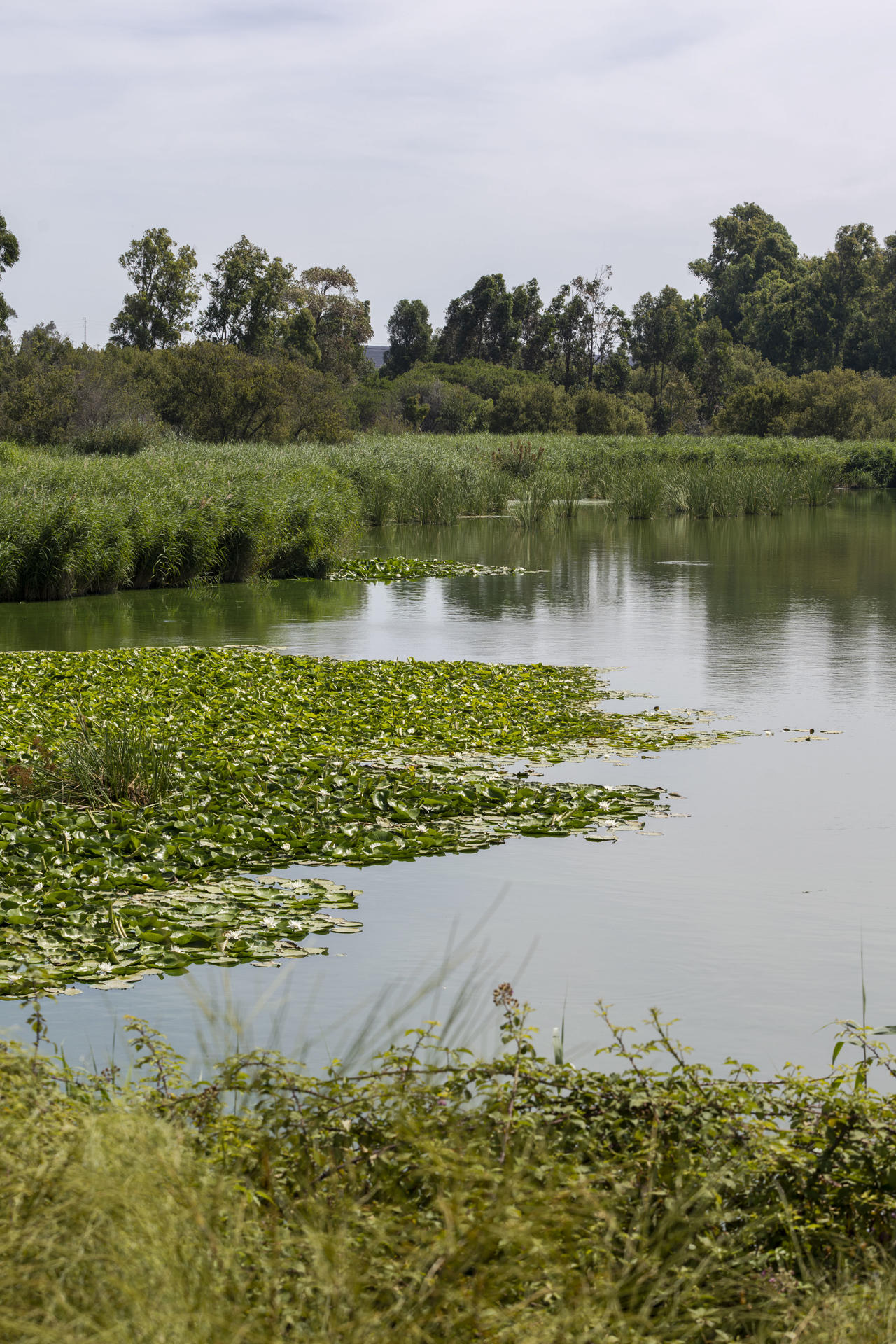 - Foto 1: PALOS DE LA FRONTERA (HUELVA)- Recuperar la funcionalidad hídrica y potenciar la biodiversidad de la Laguna de Las Madres, un enclave de casi 60 hectáreas ubicado entre Moguer y Palos de la Frontera (Huelva), es el objetivo que persiguen la Consejería de Sostenibilidad y Medio Ambiente de la Junta de Andalucía y la Fundación Moeve. EFE/Alberto Díaz